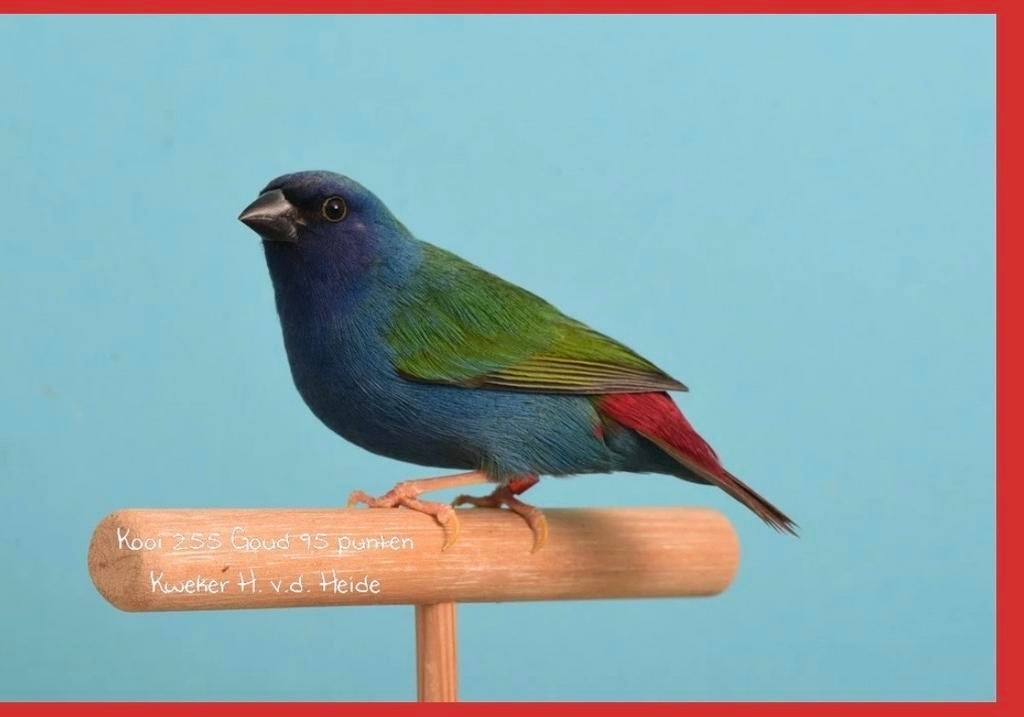 Te koop; koppel Forbes papegaai amadines, Dieren en Toebehoren, Vogels | Overige Vogels, Meerdere dieren