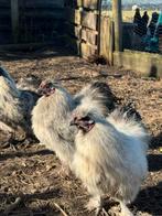 Zijdehoen hanen, Dieren en Toebehoren, Pluimvee, Mannelijk, Kip