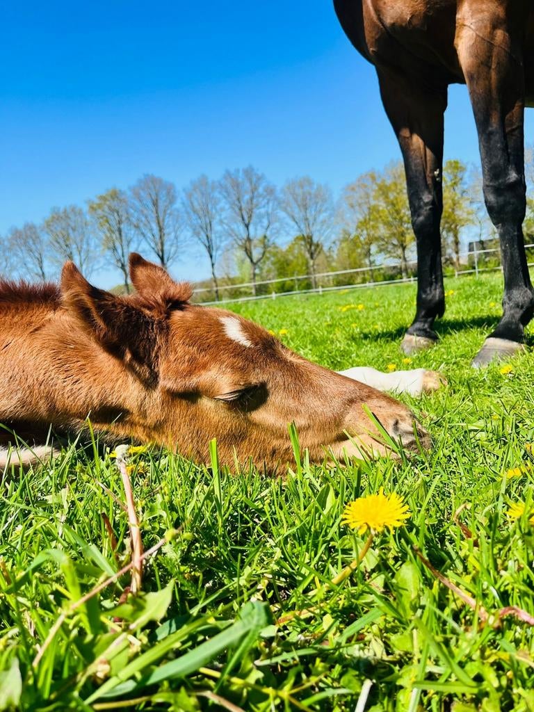 Mooi veulen van Mclaren x Johnson!, Niet van toepassing, Dressuurpaard, 0 tot 2 jaar, Hengst