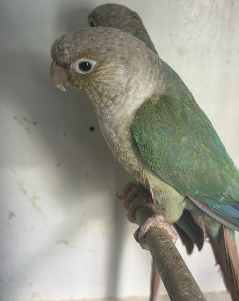 2 mooie pyrrhura’s, Parkiet