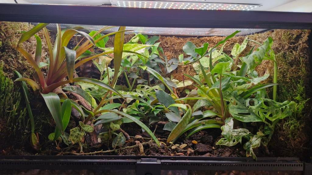 Terrarium 50x30x35, Dieren en Toebehoren, Reptielen en Amfibieën | Toebehoren, Ophalen