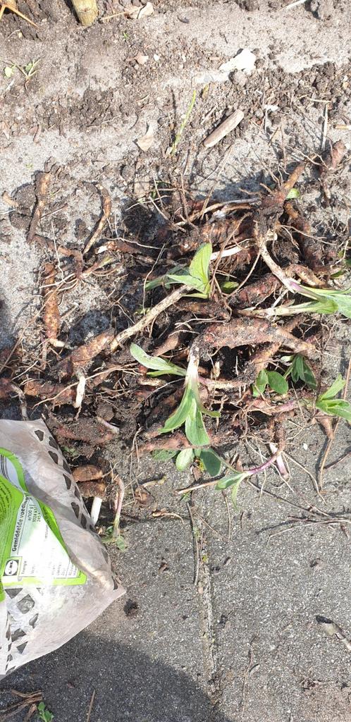 Aardperen gratis, Ophalen, Eenjarig, Overige soorten, Volle zon