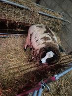 Nat schaap, Vrouwelijk, Schaap, 0 tot 2 jaar