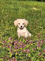 Schattige blonde langharige mini teckel puppy's, Dieren en Toebehoren, Kaninchen, Parvo, 8 tot 15 weken, Langhaar