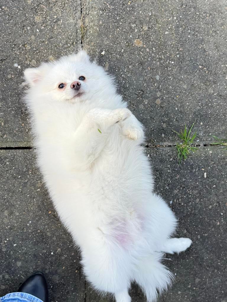 Lieve witte Pomeriaan Matcha (8 maanden) zoekt nieuw thuis, Dieren en Toebehoren, Honden | Chihuahua's en Gezelschapshonden, 15 weken tot 1 jaar