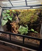 Plant terrarium, Ophalen, Halfschaduw, Minder dan 100 cm