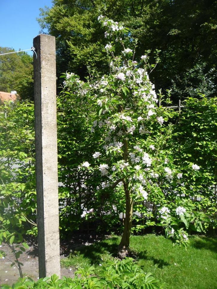 monumentale appelboom Elstar en perenboom Conference, Tuin en Terras, Planten | Fruitbomen, Appelboom, 250 tot 400 cm, Lente, Ophalen