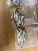 Te koop verse ingevroren spiering en voorns, Ophalen of Verzenden, Overige typen