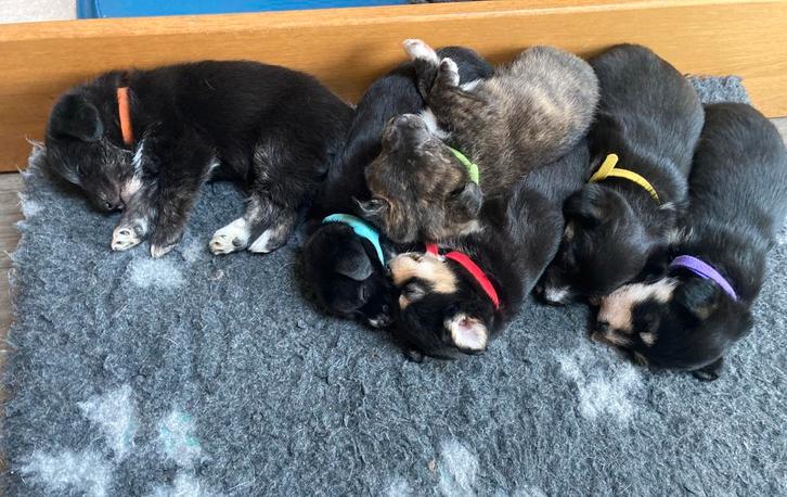 Super leuke Terriër kruising puppy’s, Dieren en Toebehoren, Honden | Jack Russells en Terriërs, Meerdere dieren, Overige rassen