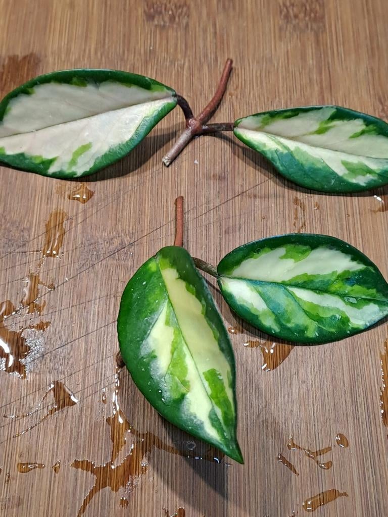 Hoya Tricolor, Ophalen of Verzenden, Halfschaduw, Minder dan 100 cm