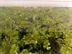 *TE KOOP* Salvinia minima, Ophalen, Nieuw, Plant(en), Steen of Hout