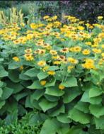 Grote pollen koeienoog, Ophalen, Volle zon, Knol