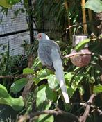 Diamantduiven split voor bont, Meerdere dieren, Tropenvogel