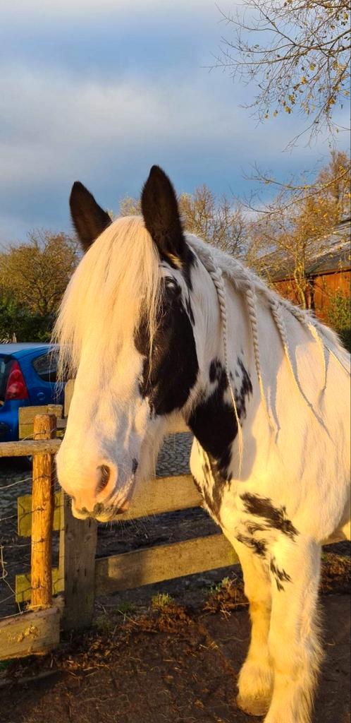 Verzorger gezocht voor groot boeren paard - Zoeterwoude, Dieren en Toebehoren, Paarden en Pony's | Overige Paardenspullen, Overige soorten