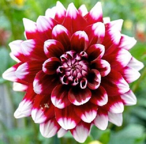Dahlia Duet knollen, Tuin en Terras, Bloembollen en Zaden, Knol, Voorjaar, Volle zon, Ophalen