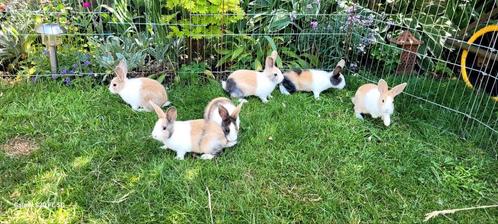 Tekoop leuke jonge hollander konijnen, Dieren en Toebehoren, Konijnen, Dwerg, Meerdere dieren, 0 tot 2 jaar