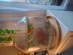 2 goudvissen,zie omschrijving, Ophalen, Zo goed als nieuw, Leeg aquarium