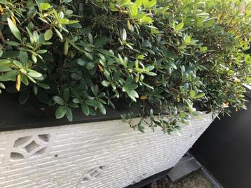 Sierplaten muur beschikbaar voor biedingen