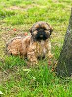 Belgische Lhasa apso pupjes te koop, België, Overige rassen, CDV (hondenziekte), 8 tot 15 weken