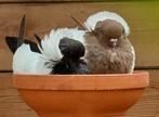 Nonduiven, Dieren en Toebehoren, Vogels | Duiven, Meerdere dieren, Overige soorten