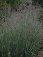 Panicum Heavy Metall - siergras, Ophalen, Zomer, Vaste plant, Siergrassen