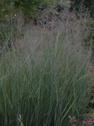 Panicum Heavy Metall - siergras beschikbaar voor biedingen