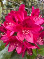 Roze grote rhodondendrons te koop, Tuin en Terras, Vaste plant, Halfschaduw, Lente, Ophalen