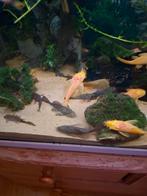 Ancistrussen albino +wildkleur, Vis