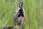 gezocht  alle soorten kwartels, Dieren en Toebehoren, Meerdere dieren