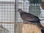 Parelhals tortel, Dieren en Toebehoren, Vogels | Overige Vogels, Mannelijk