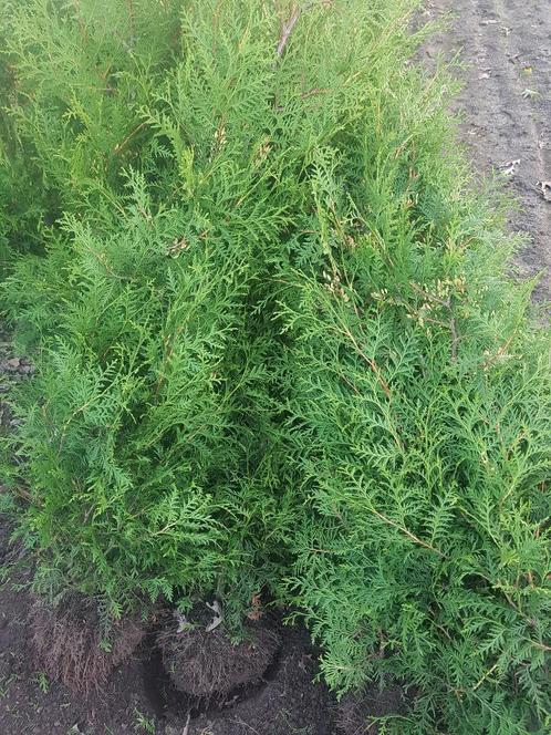 thuja brabant coniferen te koop, Tuin en Terras, Planten | Struiken en Hagen, Struik, Conifeer, 100 tot 250 cm, Ophalen