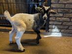 Dwerggeit Wit/blauwschimmel bokje, Dieren en Toebehoren, Schapen, Geiten en Varkens, Mannelijk, Geit, 0 tot 2 jaar