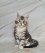 Mainecoon kittens met Stamboom, Dieren en Toebehoren, Meerdere dieren, Gechipt, 0 tot 2 jaar
