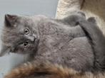 Twee prachtige Brits korthaar kittens kunnen mee!, Dieren en Toebehoren, Katten en Kittens | Raskatten | Korthaar, Meerdere dieren