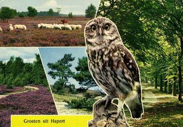 Groeten uit Hapert - 4 afb + uil - gelopen beschikbaar voor biedingen