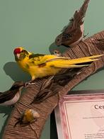 Young tamed kakariki boy, Mannelijk