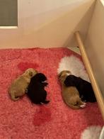 Maltipoo Pups Teefjes, Dieren en Toebehoren, November, Vrouwelijk