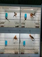 Roodagaat, Dieren en Toebehoren, Geslacht onbekend, Kleurkanarie