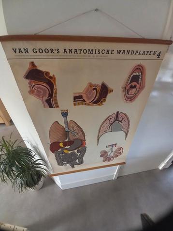 VAN GOORS ANTIEK LINNEN ANATOMISCHE SCHOOLPLAAT  beschikbaar voor biedingen