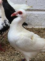 Franse bagadetten, Meerdere dieren, Overige soorten