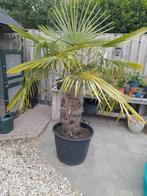 Palmboom in kuip, 100 tot 250 cm, Zomer, Palmboom, Ophalen