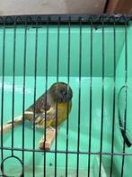 Gloster, Mannelijk, Postuurkanarie