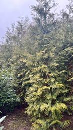 Thuja Brabant haag 400-450cm, Tuin en Terras, Planten | Struiken en Hagen, Ophalen, Conifeer, Haag, 250 cm of meer