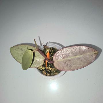 hoya silver dollar MB1405-AG beschikbaar voor biedingen