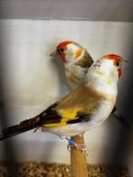 majoor putter top kwaliteit, Dieren en Toebehoren, Vogels | Overige Vogels, Mannelijk, Wildzangvogel