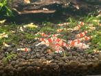 Crystal Red Garnalen (CRS), Dieren en Toebehoren, Vissen | Aquariumvissen, Kreeft, Krab of Garnaal