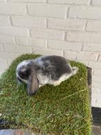 Mooie Nederlandse hangoor dwergen, Dieren en Toebehoren, Konijnen, Meerdere dieren, Groot, Hangoor