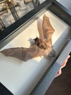Taxidermie Vleermuis ingelijst, Ophalen of Verzenden, Nieuw