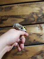 Jonge bloemputter, Tropenvogel