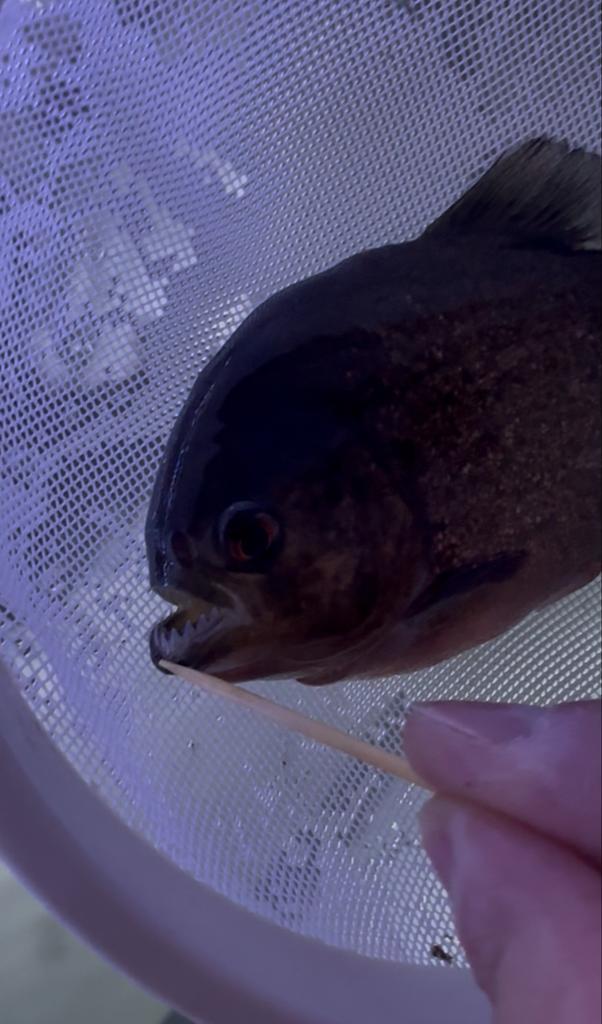 5 roodbuik piranha’s + l200 green pleco, Dieren en Toebehoren, Vissen | Aquariumvissen, Vis